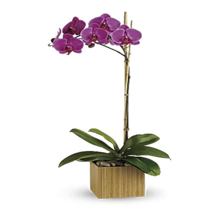 ONE STEM PHANELOPSIS ORCHID PLANT